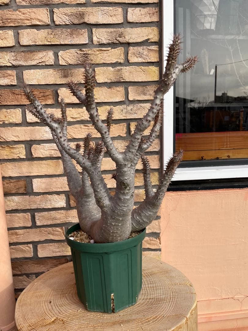 パキポディウム　マカイエンセ