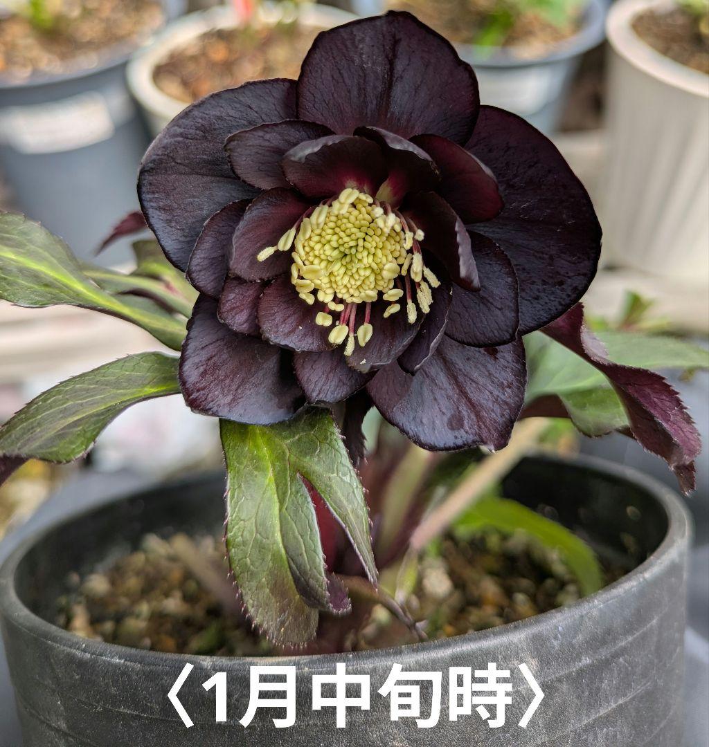 クリスマスローズ　ダブル　ブラック〈広瀬園芸〉