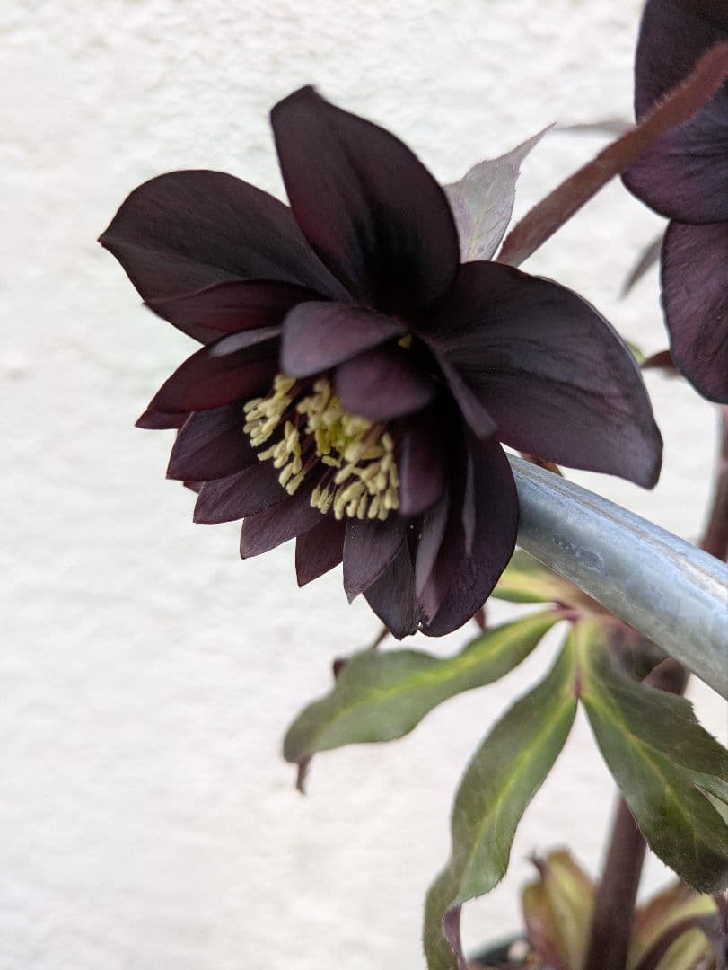 クリスマスローズ　ダブル　ブラック〈広瀬園芸〉