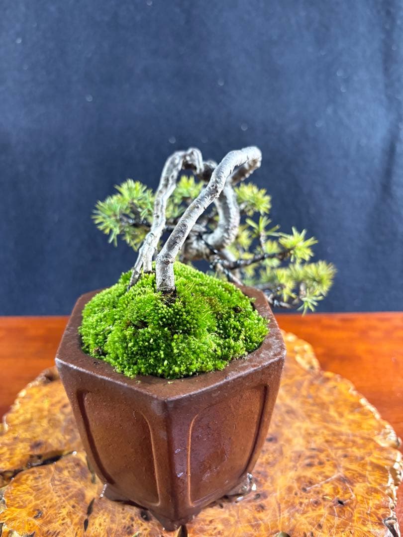 小品盆栽、赤石五葉松、値上り、懸崖作り 変わり木、目立った傷や汚れ無し