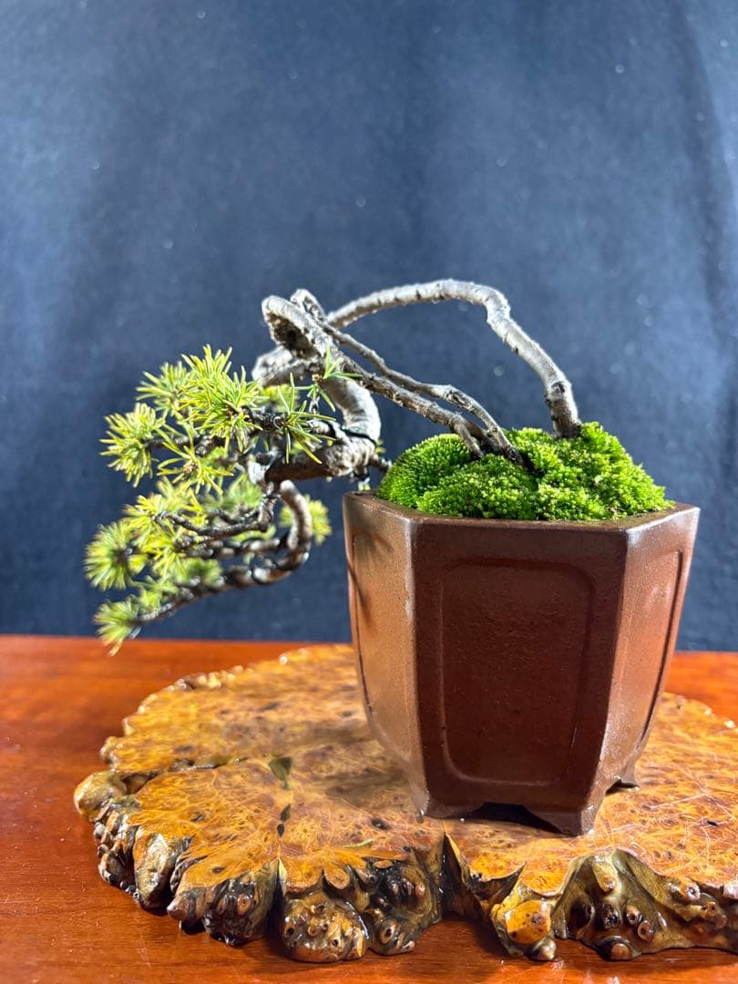 小品盆栽、赤石五葉松、値上り、懸崖作り 変わり木、目立った傷や汚れ無し