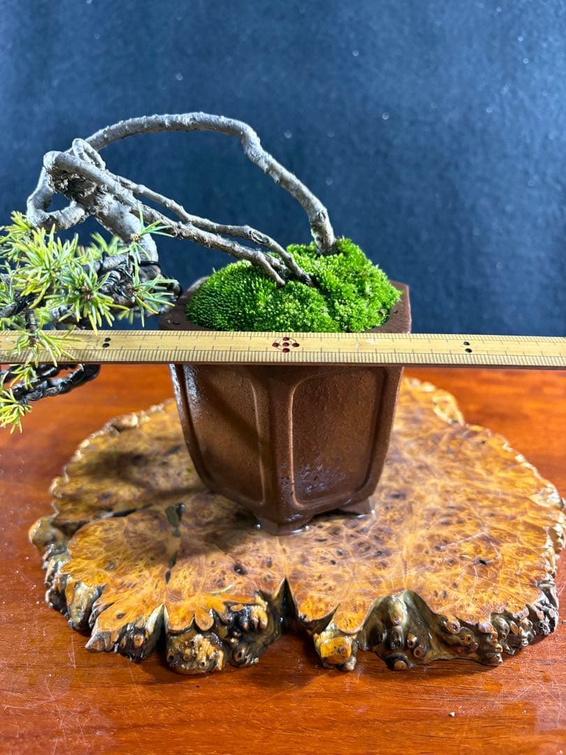 小品盆栽、赤石五葉松、値上り、懸崖作り 変わり木、目立った傷や汚れ無し