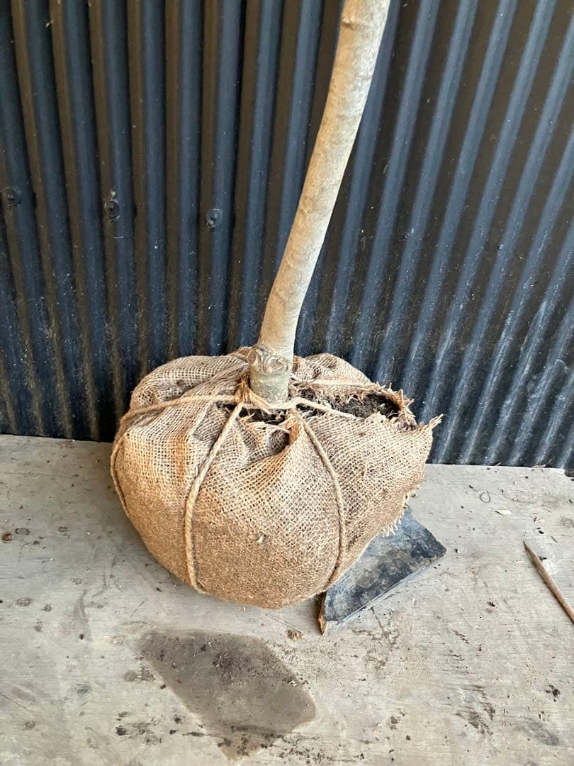 オリーブの木　レッチーノ