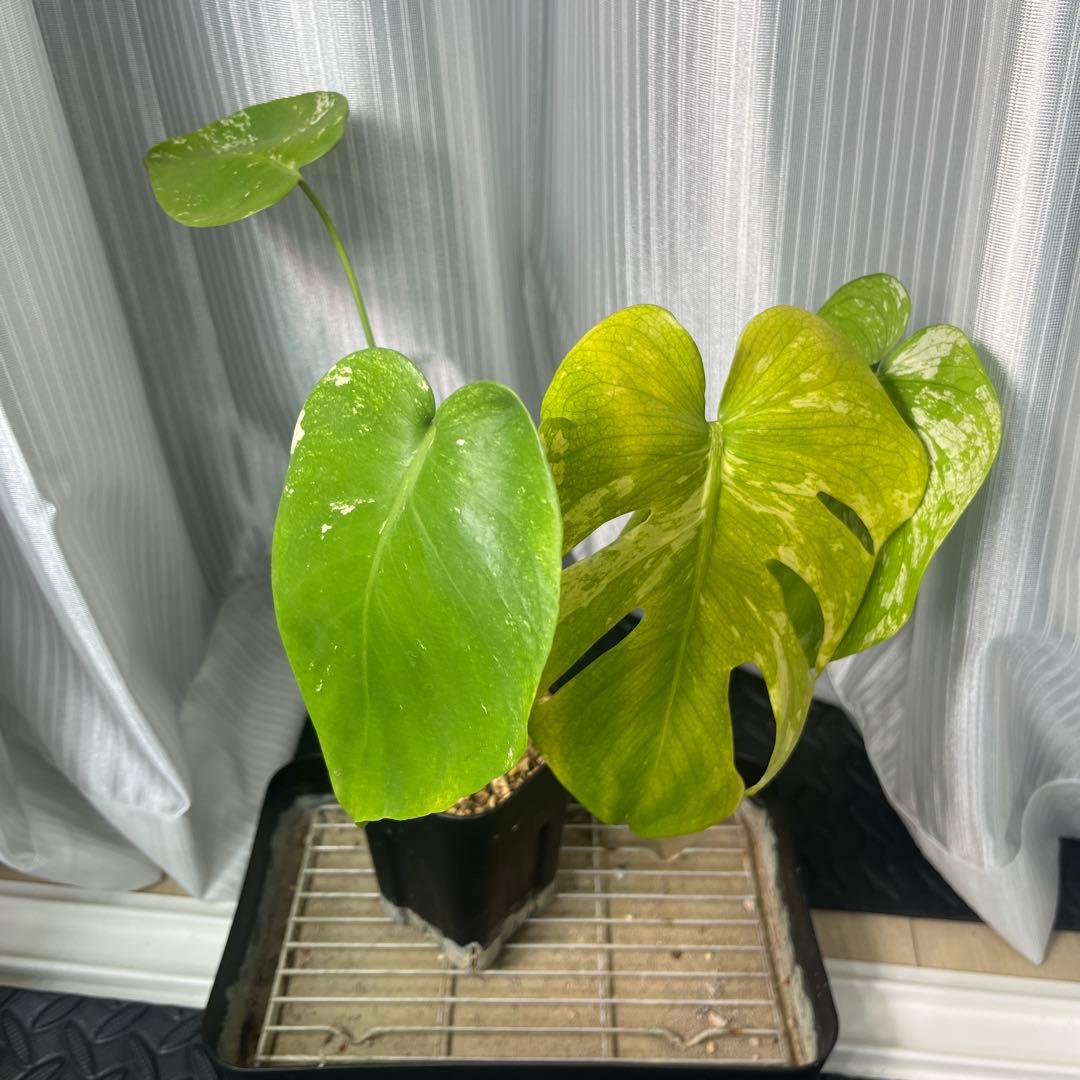 モンステラ　オーシャンミント