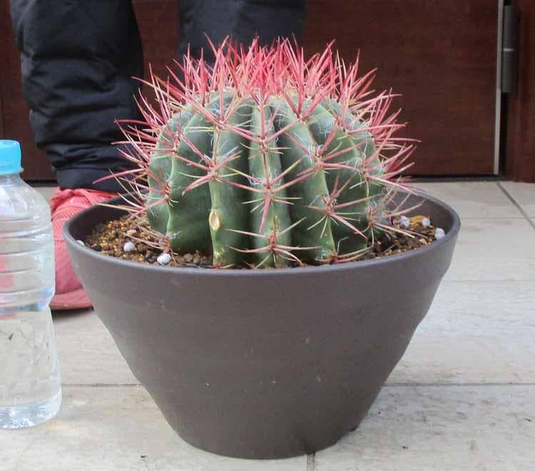 【現品】サボテン・フェロカクタス 赤鳳　10号　ま５番