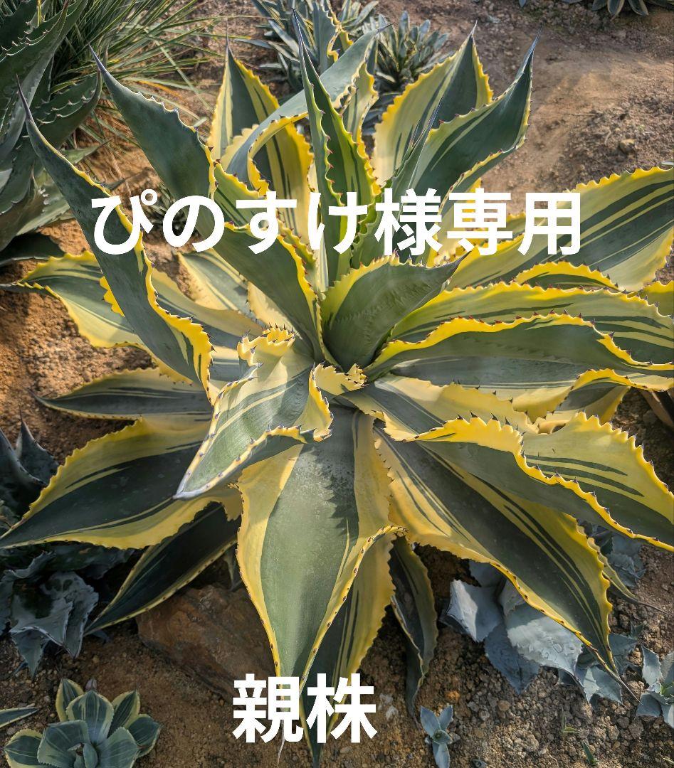 アガベ ☆リップルエフェクト ランナー小株 ドライガーデン映え