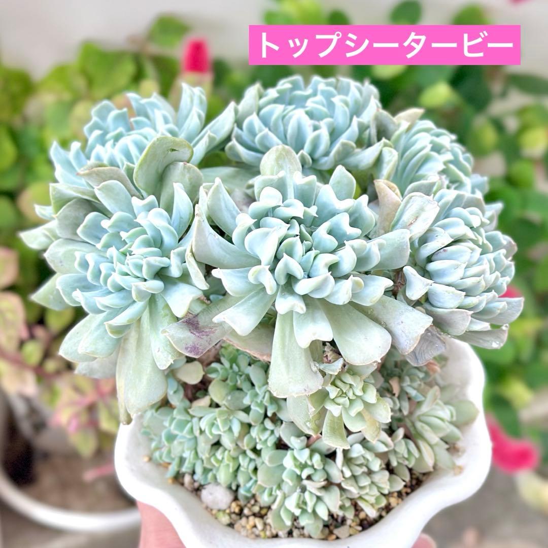 【㊗️速達付き@5600】トップシータービー(大群生)