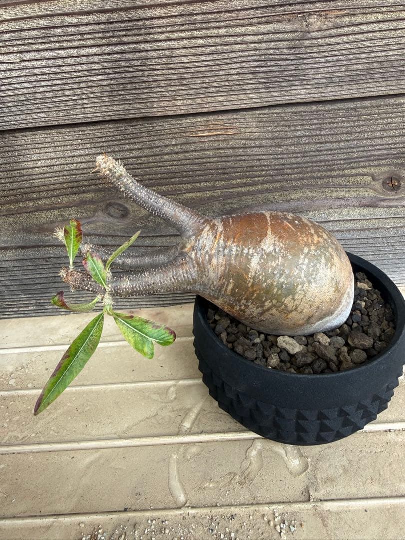 パキポディウム グラキリス 現地球 卵型