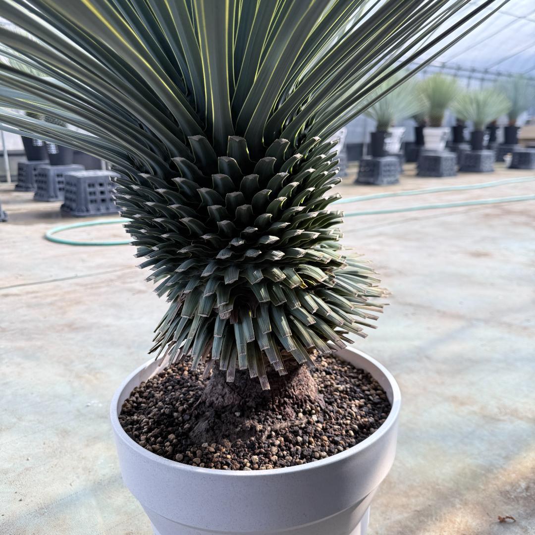 【AL1178】ユッカ　ロストラータ　超極太　 珍品