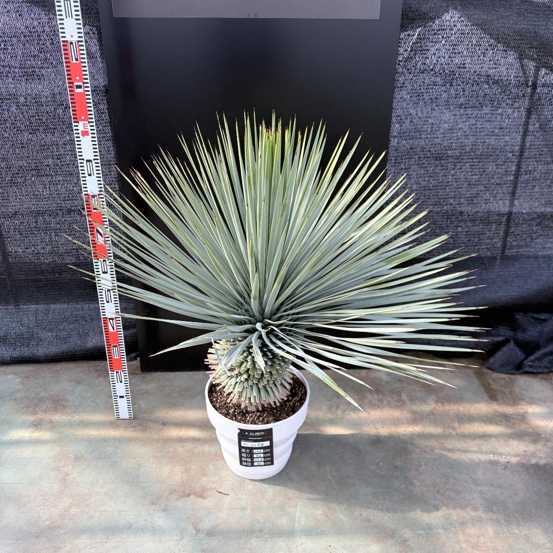 【AL1178】ユッカ　ロストラータ　超極太　 珍品