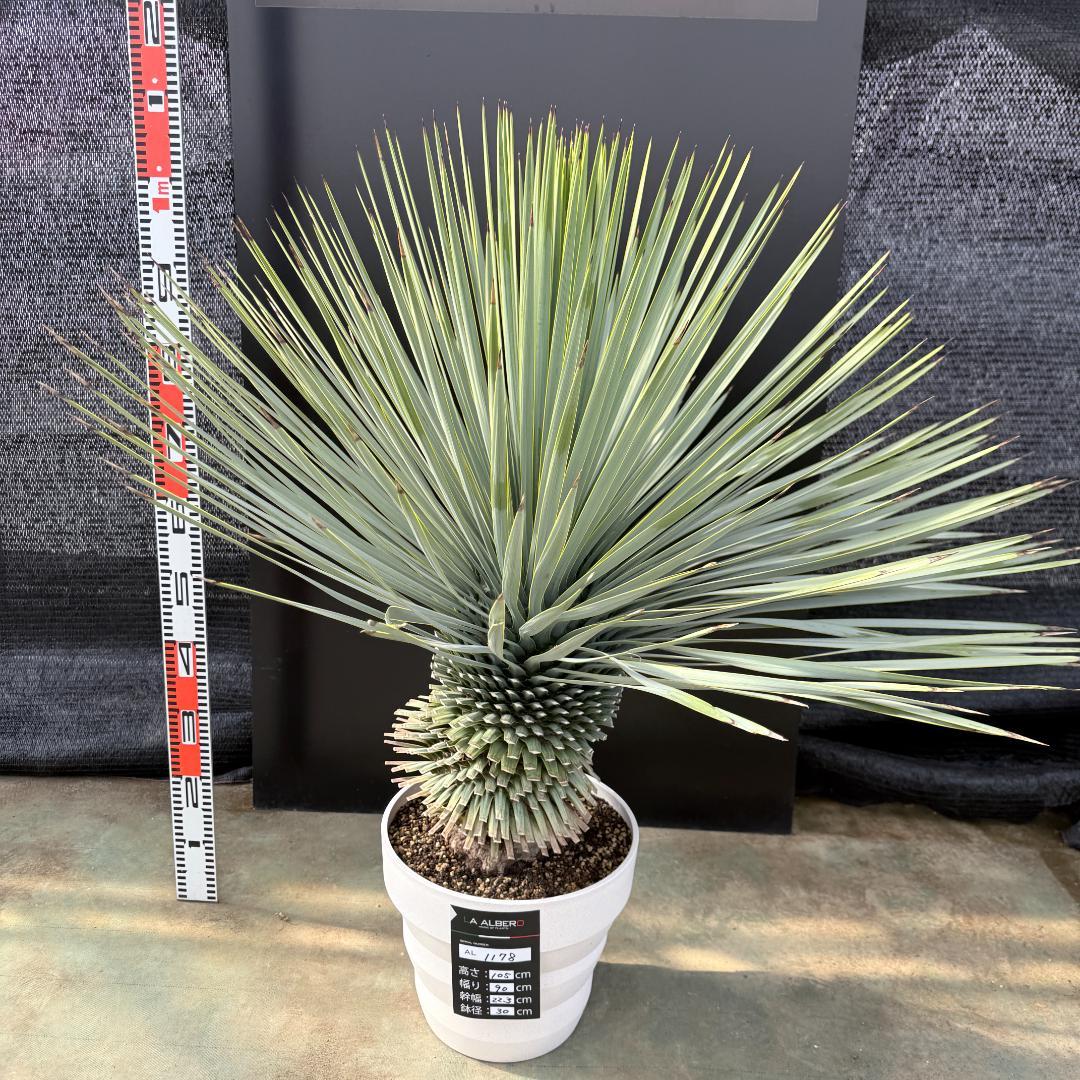 【AL1178】ユッカ　ロストラータ　超極太　 珍品