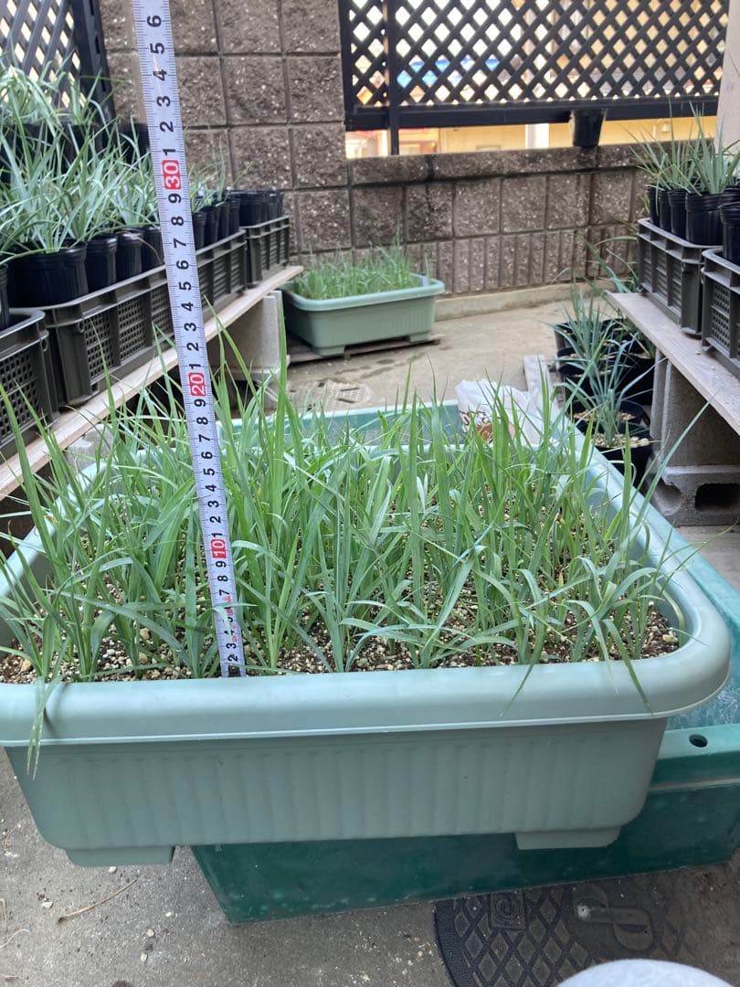 ユッカロストラータ110株＋α