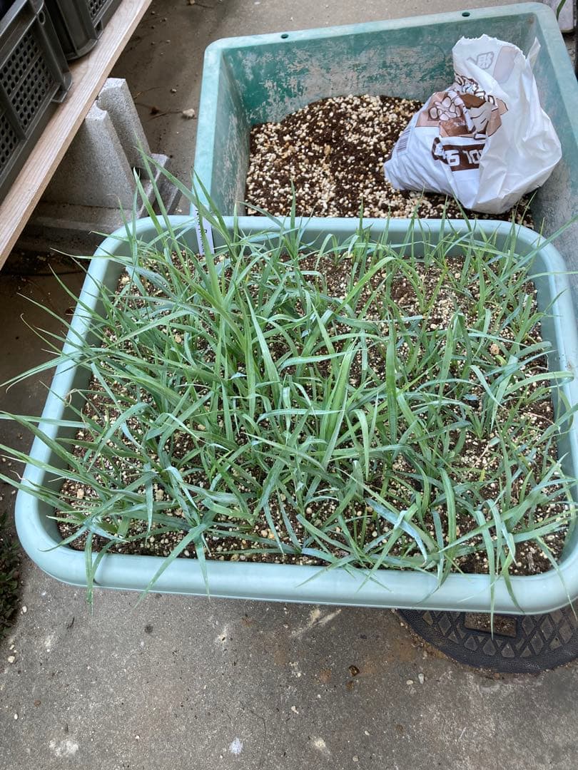 ユッカロストラータ110株＋α