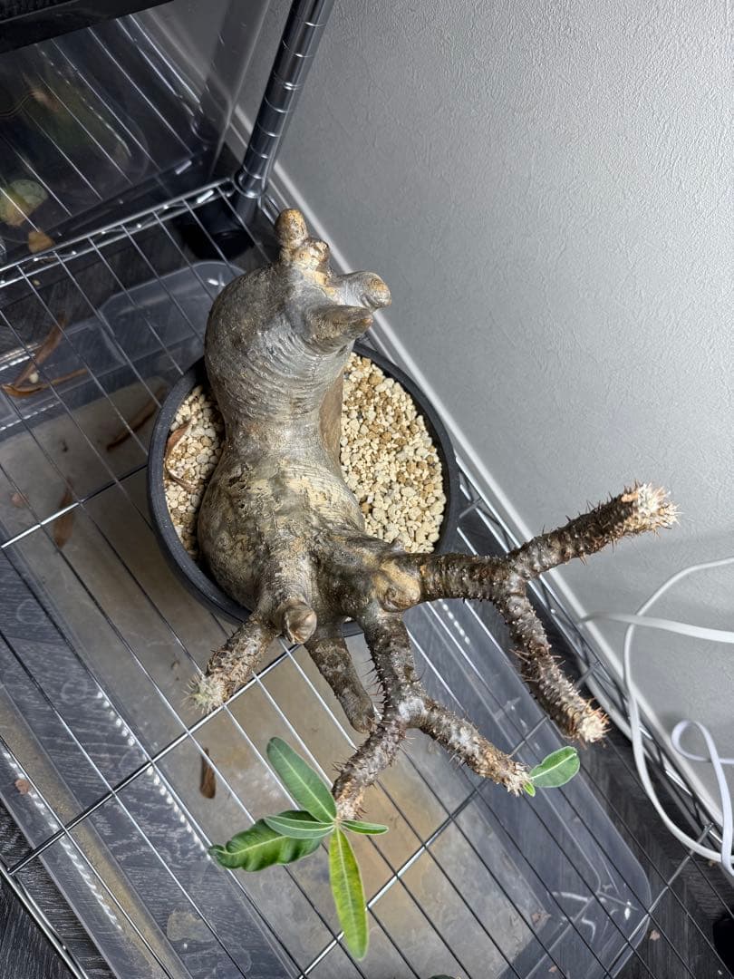 発根済！ パキポディウム グラキリス 多頭！2頭！ 現地球