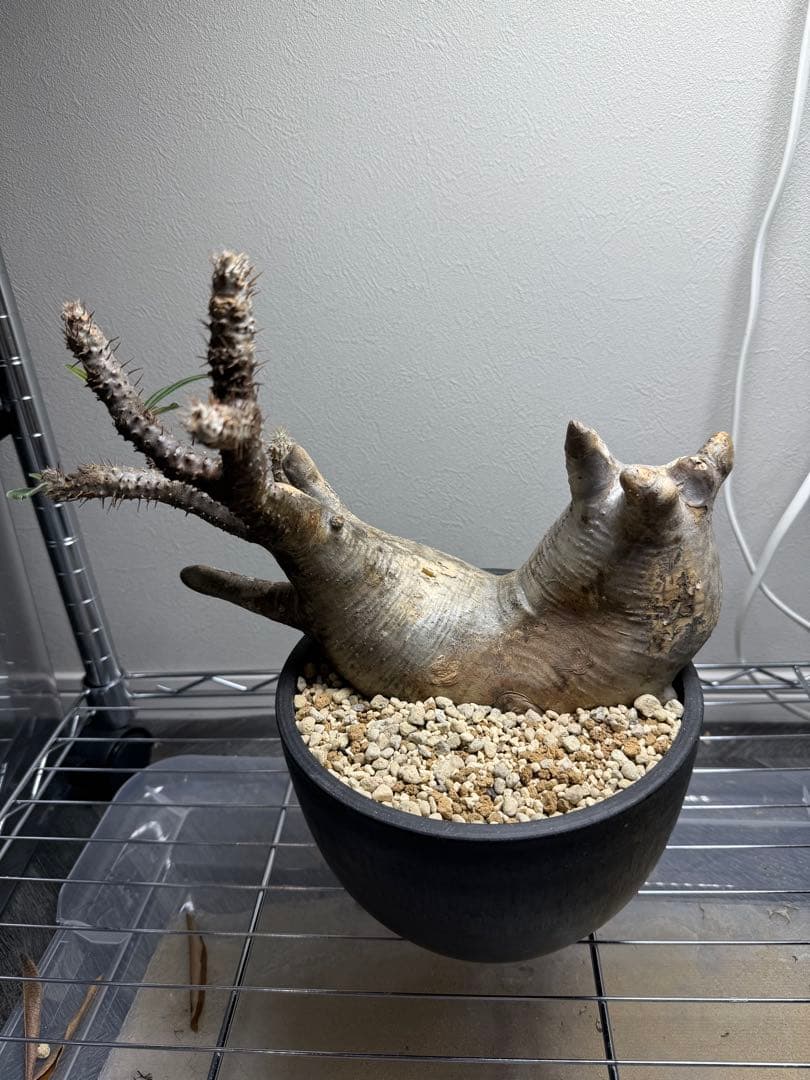 発根済！ パキポディウム グラキリス 多頭！2頭！ 現地球