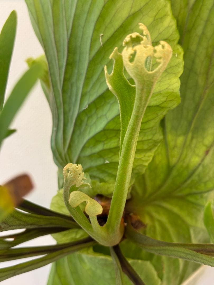 キッチャクード　立葉　リドレイ寄り