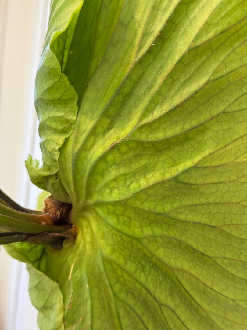 キッチャクード　立葉　リドレイ寄り