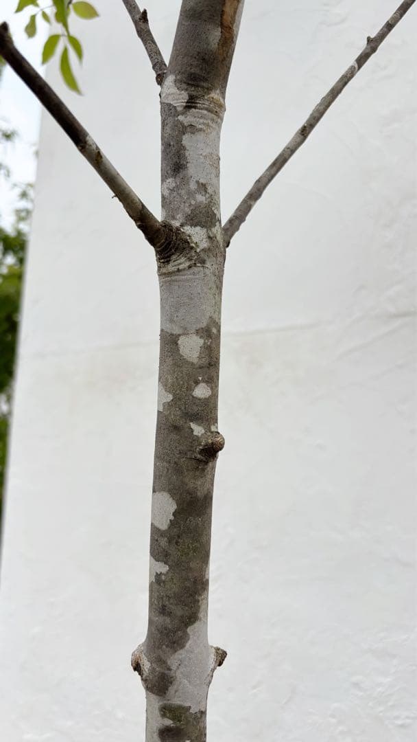 美形 山採りアオダモ4.1M(鉢底から)品番B ※エリア限定自社配送又は引き取り