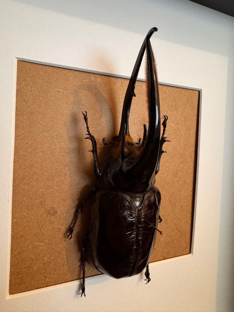 ネプチューンオオカブト　壁掛け標本