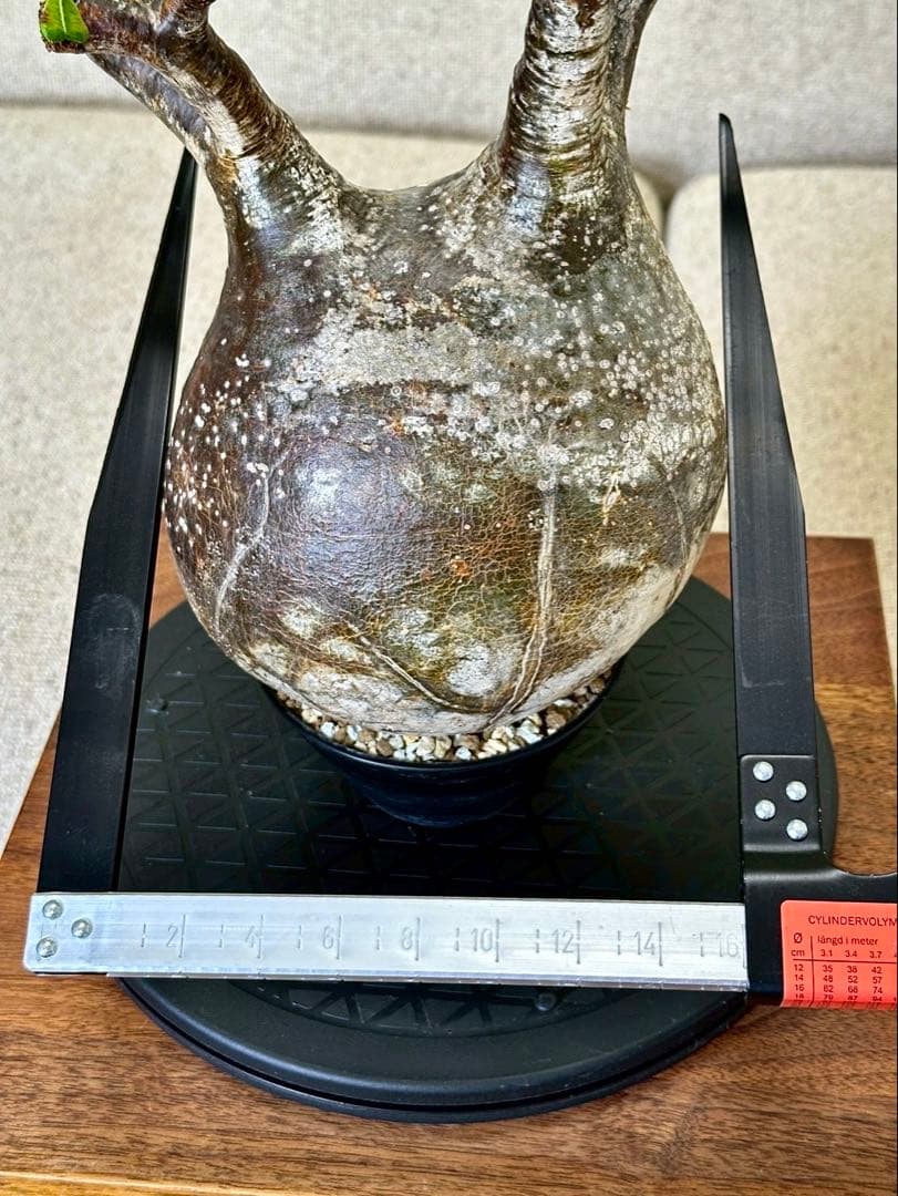 R　パキポディウム グラキリス 大株 16cm 丸株 茶肌 白肌