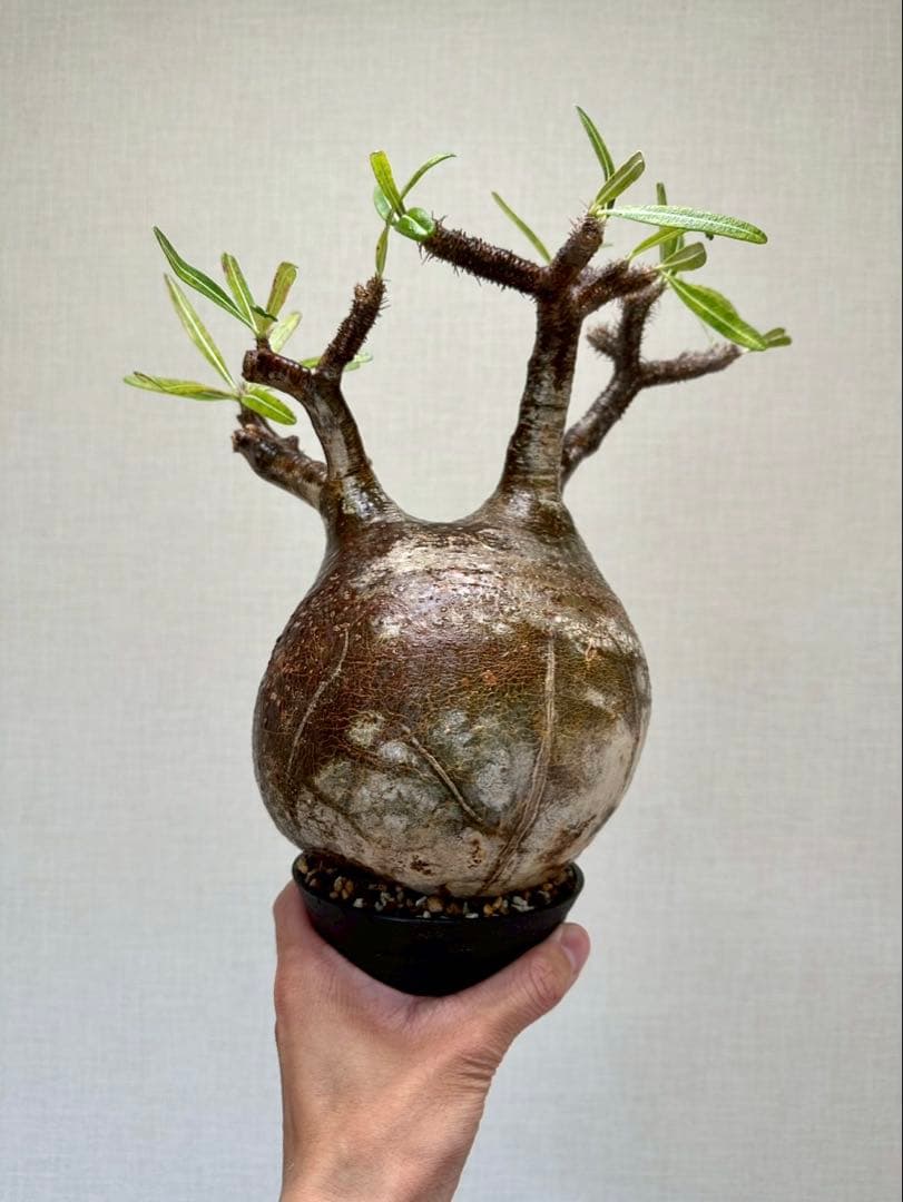 R　パキポディウム グラキリス 大株 16cm 丸株 茶肌 白肌