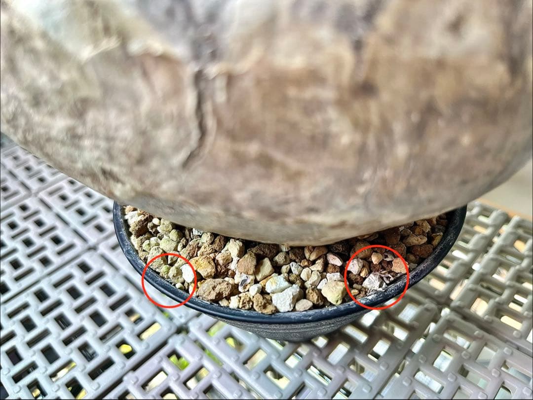 R　パキポディウム グラキリス 大株 16cm 丸株 茶肌 白肌