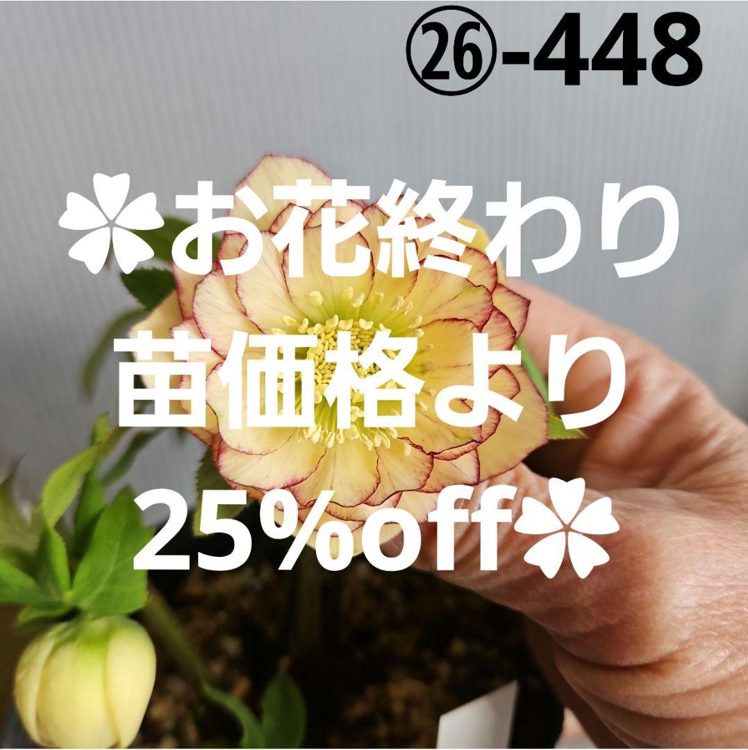 ㉖-448クリスマスローズ