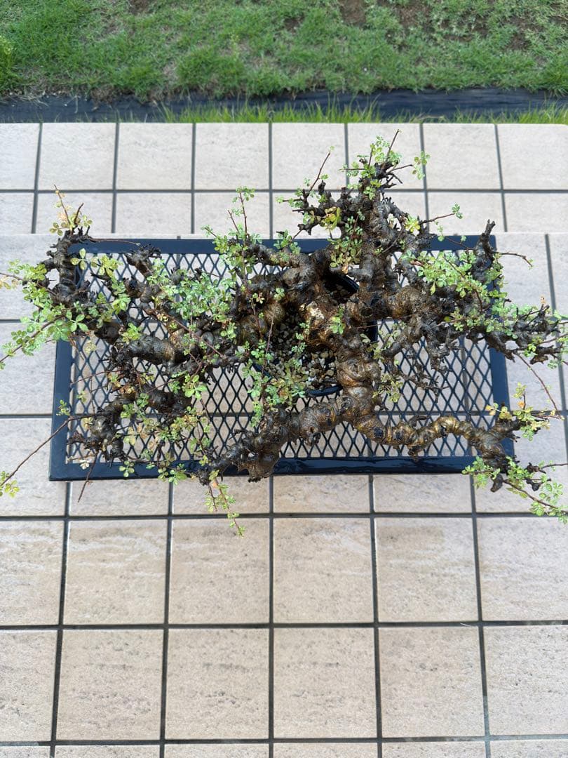 コミフォラエイル　現地球