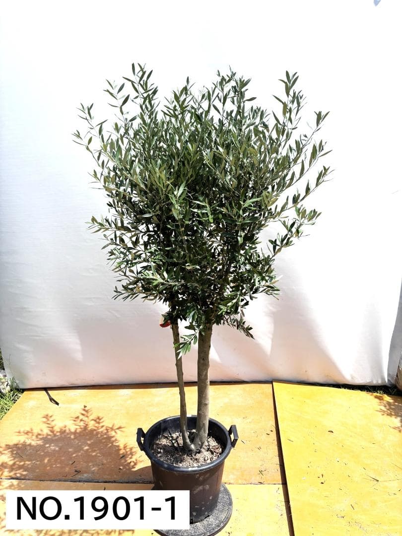 オリーブの木　シプレシーノ　約190cm　NO.1901　大型　現品掲載　古木