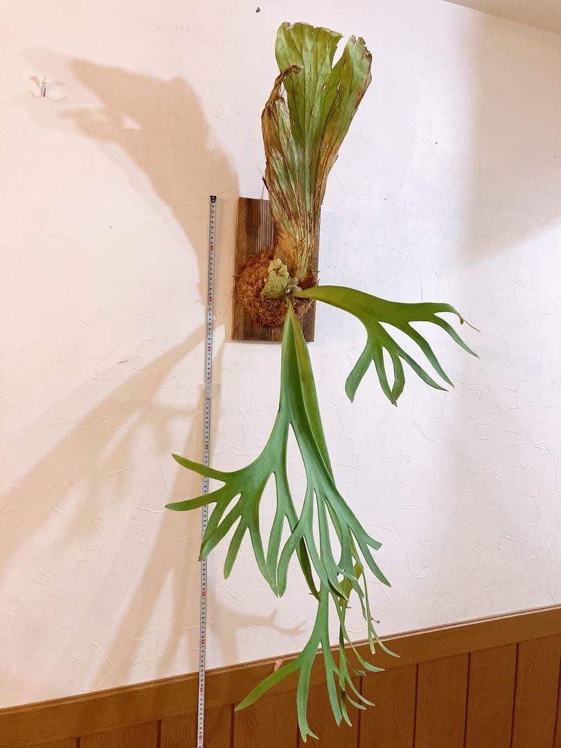 大株ビカクシダ　ウィリンキーwild\"east java\" コウモリラン