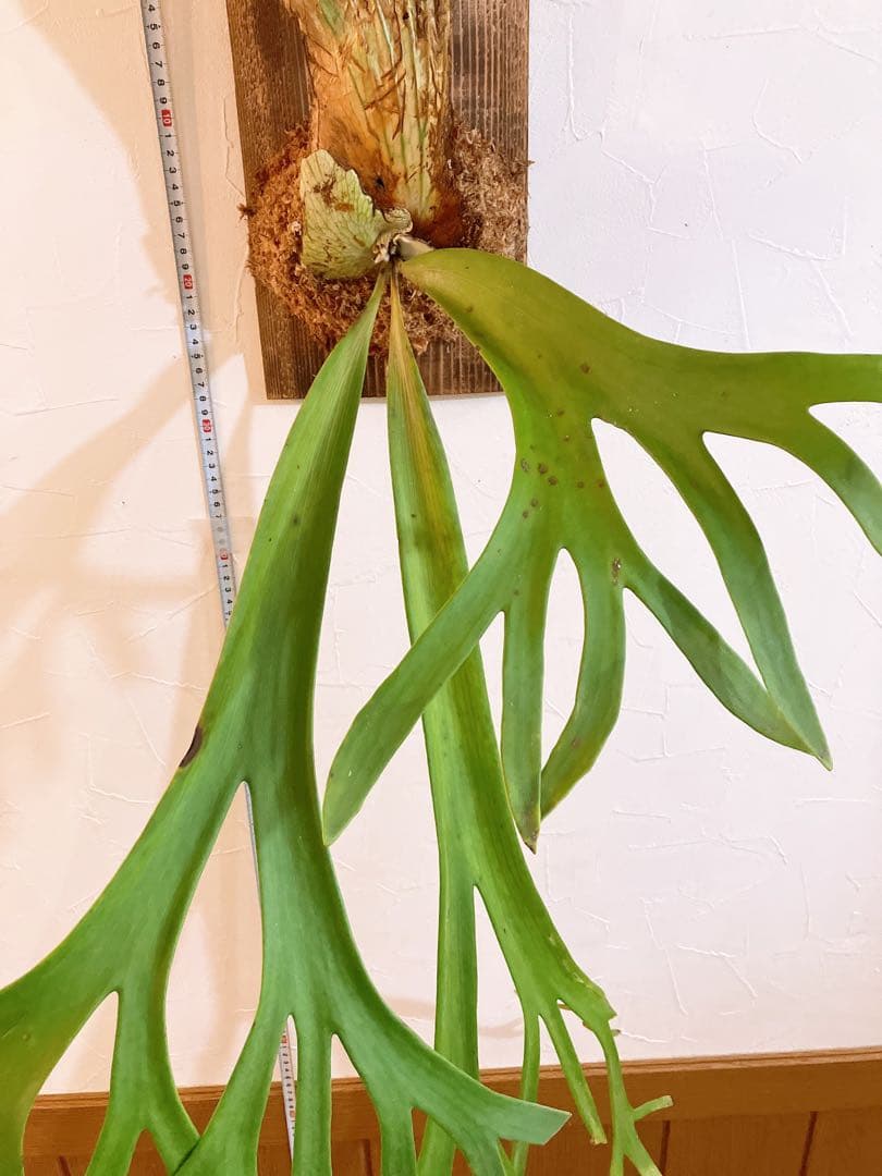 大株ビカクシダ　ウィリンキーwild\"east java\" コウモリラン