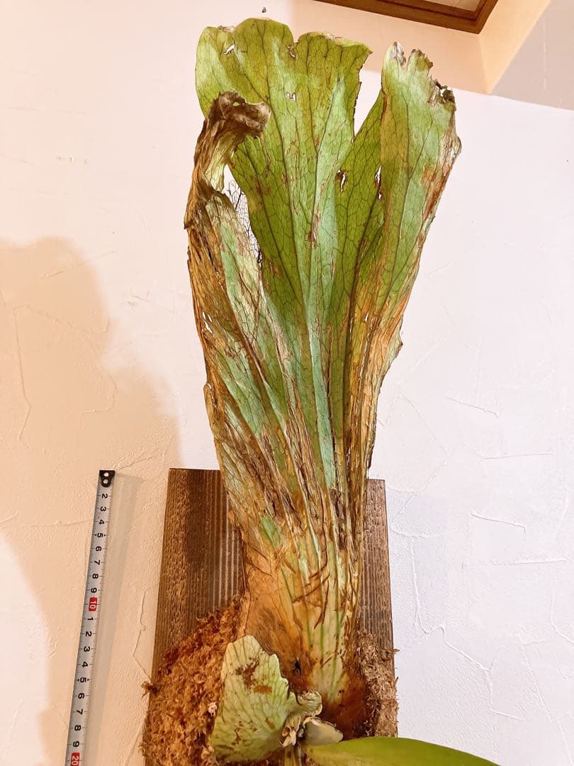 大株ビカクシダ　ウィリンキーwild\"east java\" コウモリラン