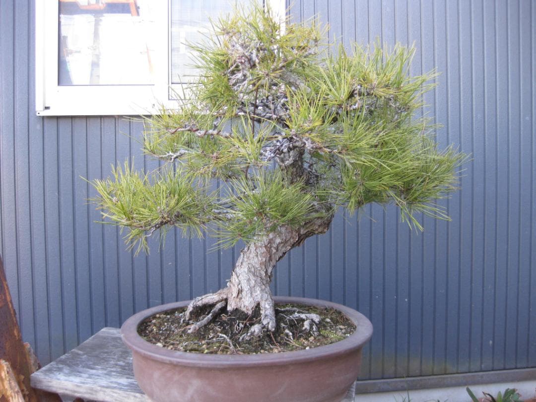 黒松盆栽　樹高６８ｃｍ　３５ｋｇ　佐川便着払い