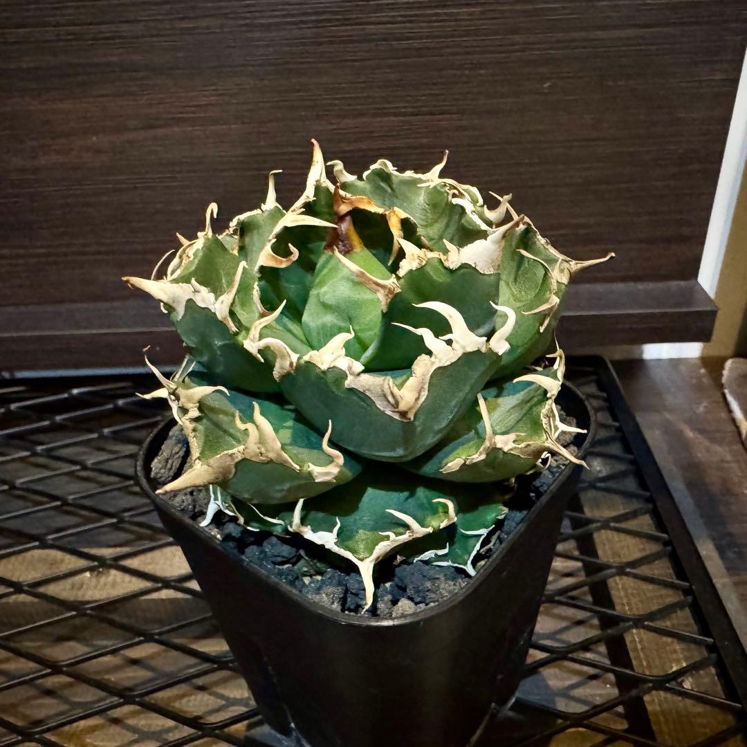 アガベ チタノタ オテロイ 魔丸 親株