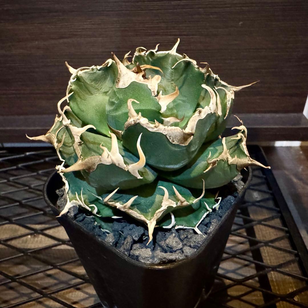 アガベ チタノタ オテロイ 魔丸 親株