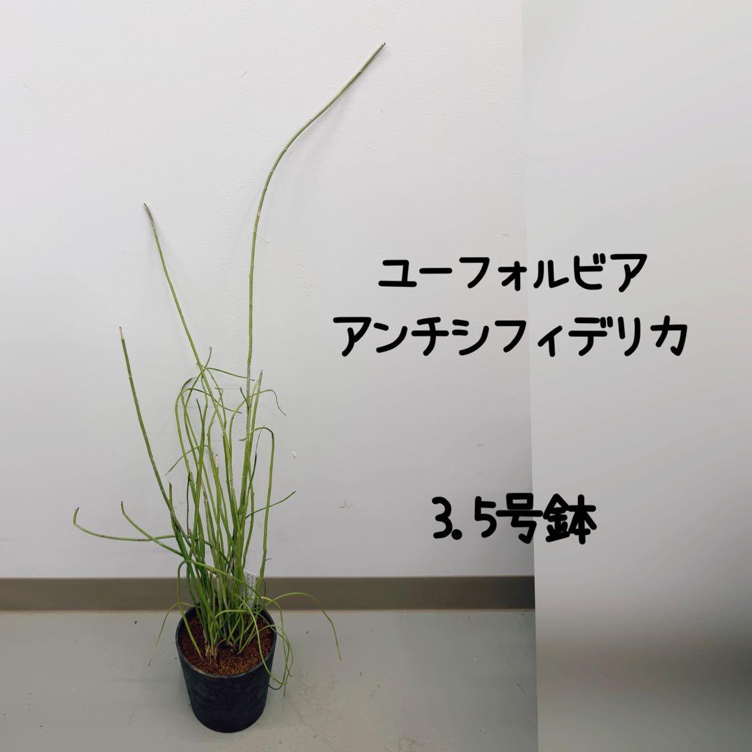 ユーフォルビア　アンチシフィリティカ