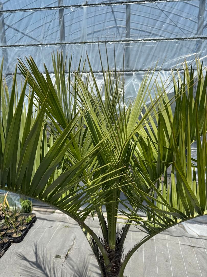 ぺ*ー様 ココスヤシ【極太】シルバーリーフ葉先180cm 幹回120cm 幹高4