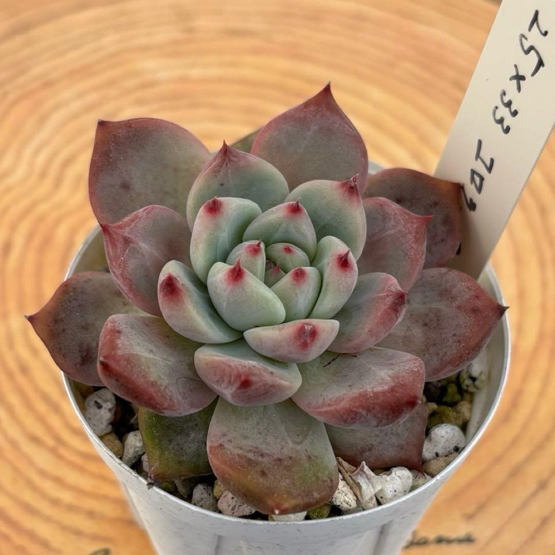 32.【札付き】25×33コロラータ Mさん苗 Mコロ 多肉植物 エケベリア