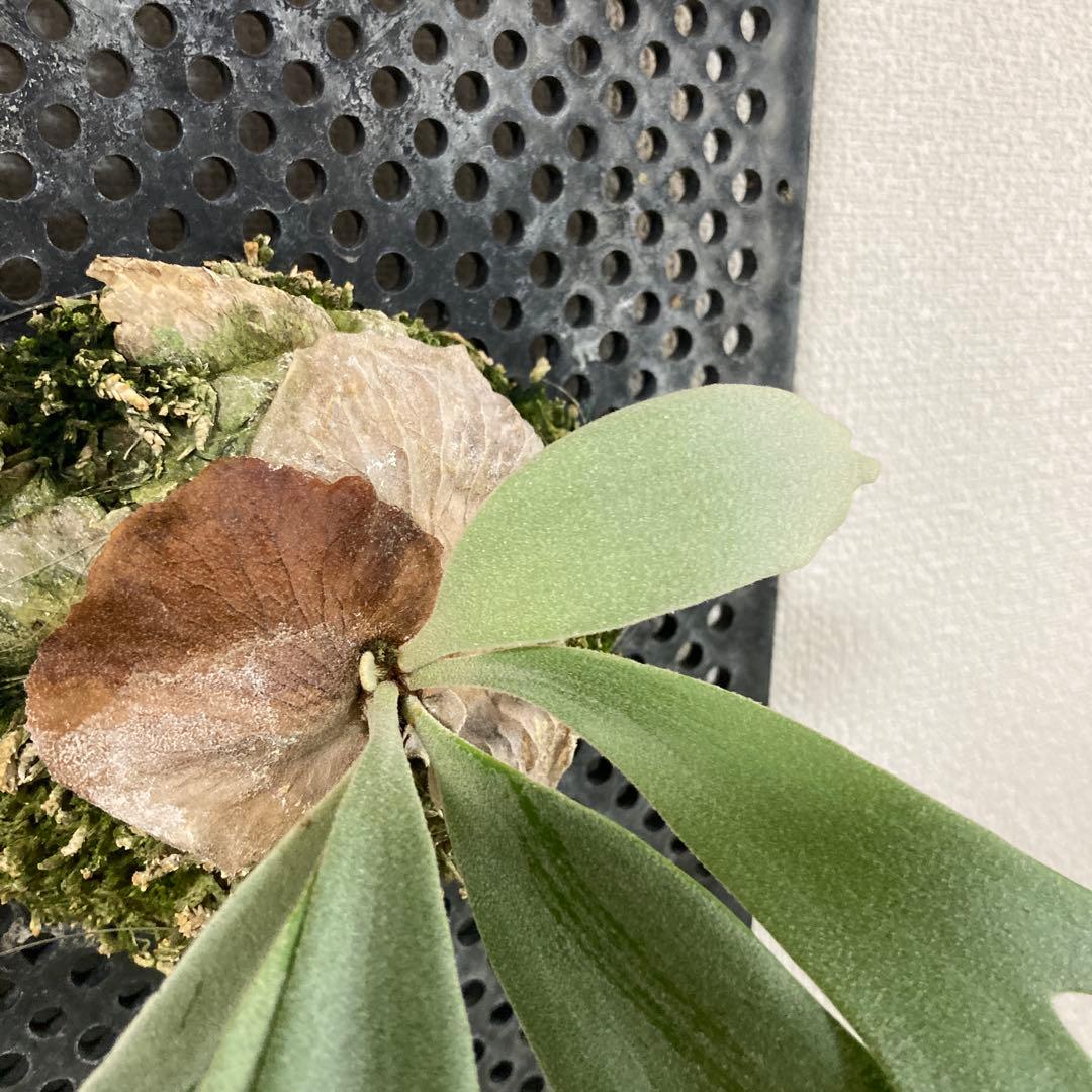 【本日迄】ビカクシダ　ウィリンキー　willinckii Gn.Aropuro