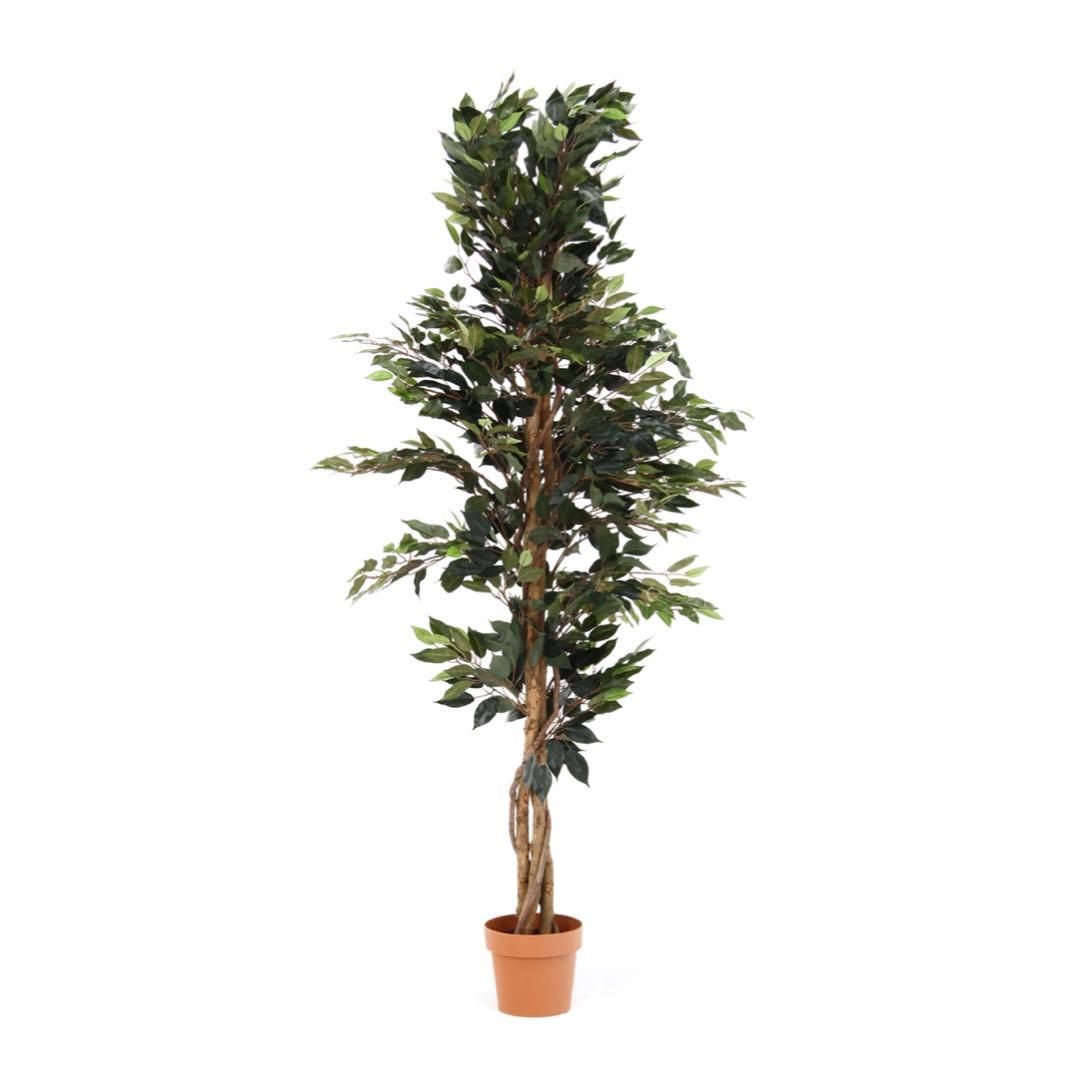 観葉植物フィカス1124a