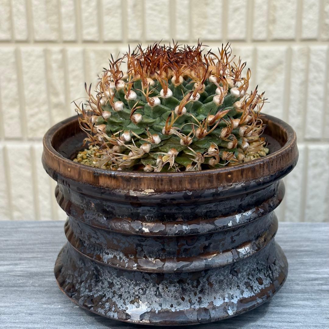 【小疣美形株】アロンソイ　/サボテン 塊根植物