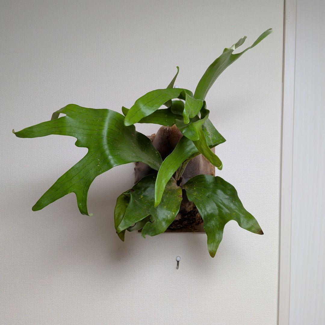 【2株半額・3株目無料】P. Fujin 風神 フージン ビカクシダ