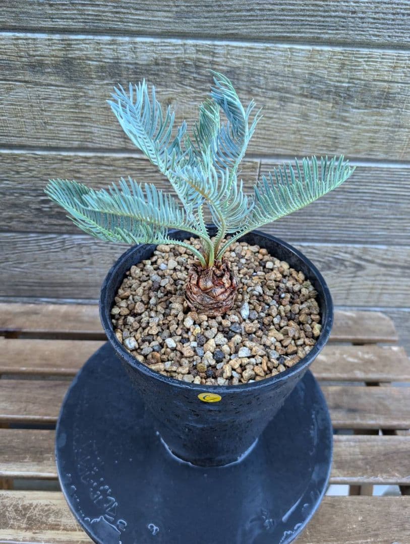 ベストセレクション サイカス カイルンシアナ 当社最高級 スーパーブルードワーフ