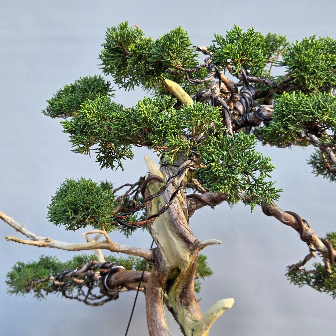 真柏　[舎利幹模様木]　大品盆栽