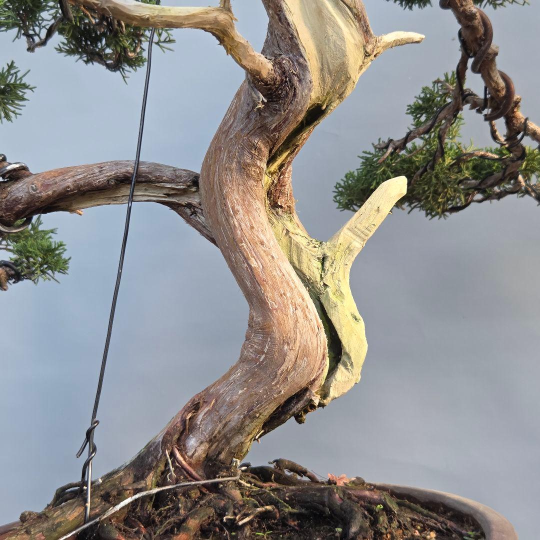 真柏　[舎利幹模様木]　大品盆栽