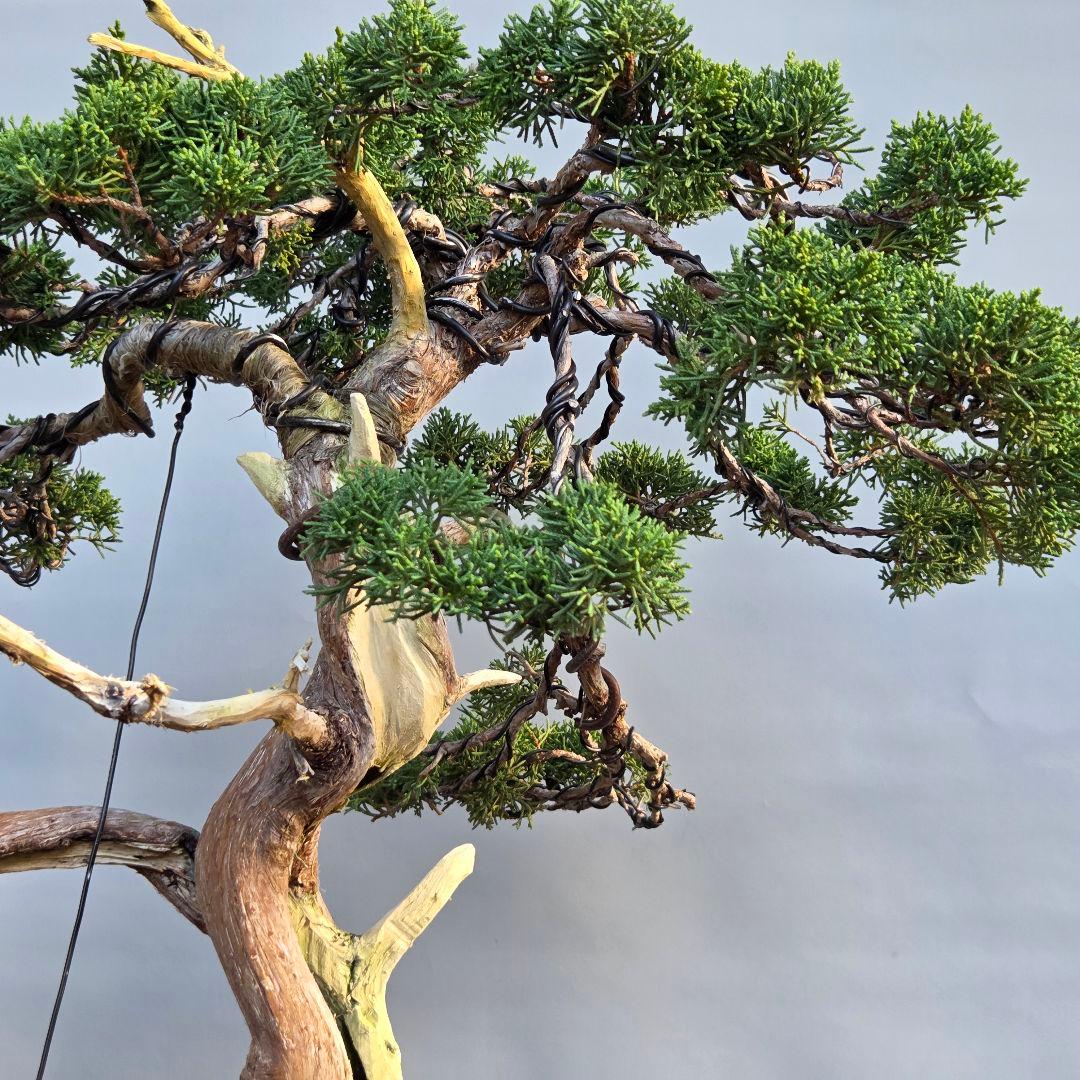真柏　[舎利幹模様木]　大品盆栽