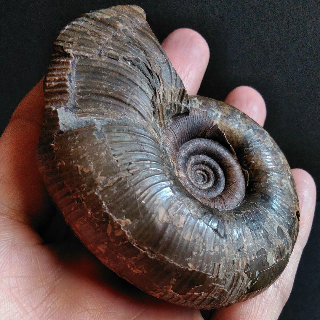 化石　骨格　標本　アンモナイト　穂別産