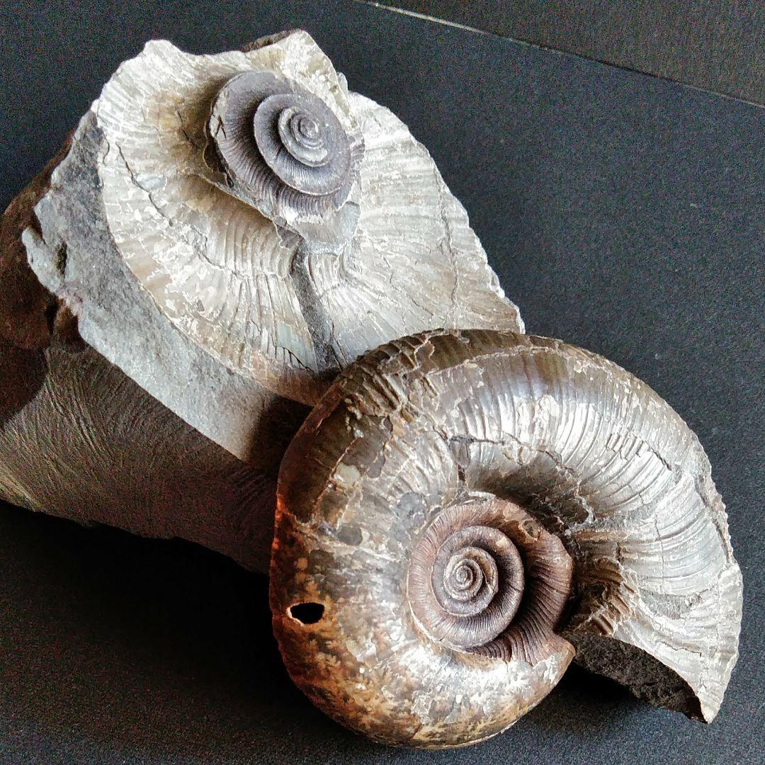 化石　骨格　標本　アンモナイト　穂別産