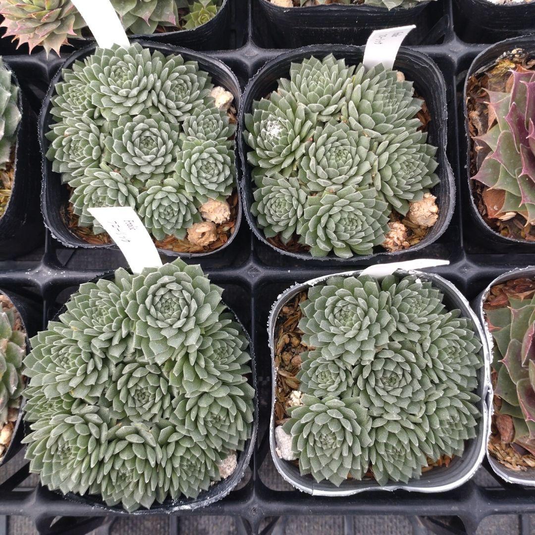 1ポット410円〜 センペルビウム26年1月 その1