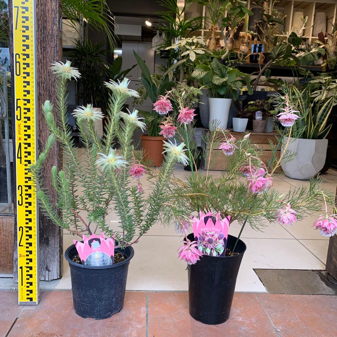 オージープランツ 2種セット